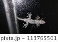 すりガラス越しのヤモリ 113765501