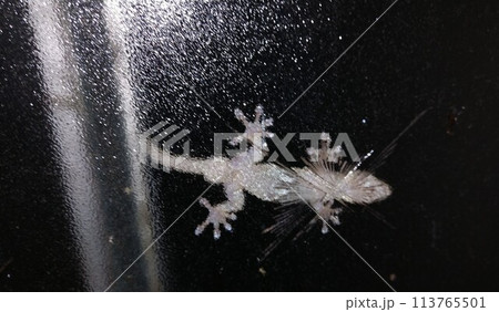 すりガラス越しのヤモリ 113765501