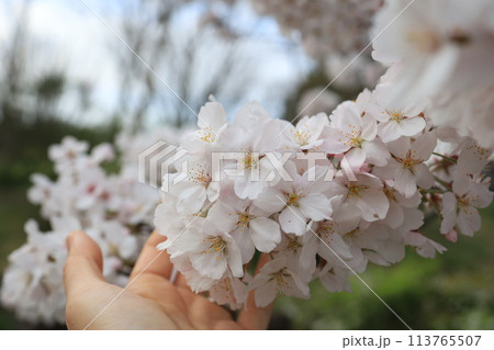 晴れた日の満開の桜 晴れた日の満開の桜 113765507