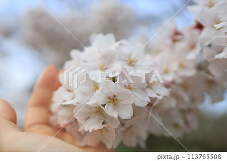晴れた日の満開の桜 晴れた日の満開の桜 113765508