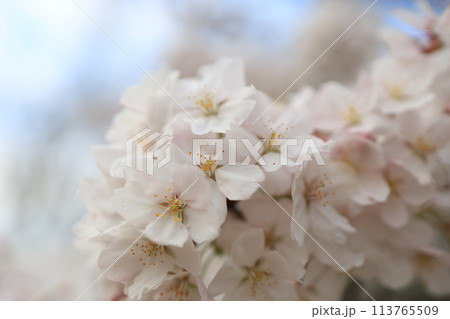 晴れた日の満開の桜 晴れた日の満開の桜 113765509