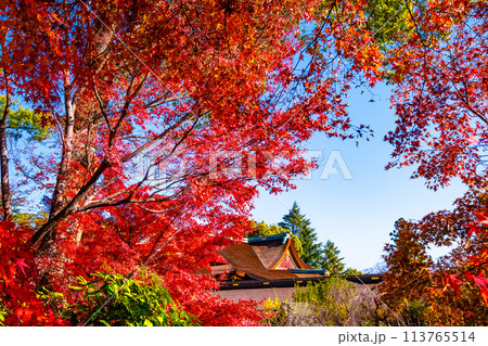 京都 北野天満宮の紅葉 京都 北野天満宮の紅葉 113765514