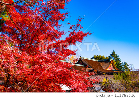 京都 北野天満宮の紅葉 113765516