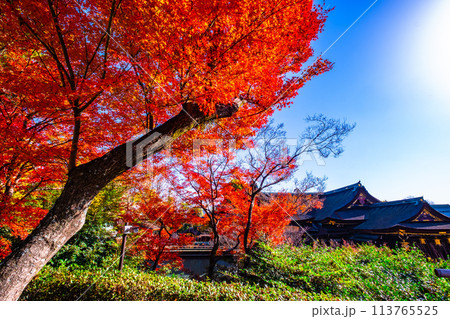 京都 北野天満宮の紅葉 113765525