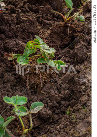 hands in gloves plant a strawberry sprout in the ground 113765535
