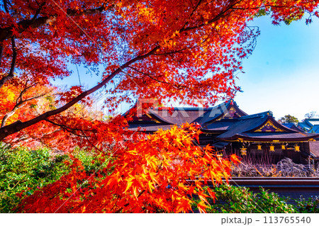 京都 北野天満宮の紅葉 京都 北野天満宮の紅葉 113765540
