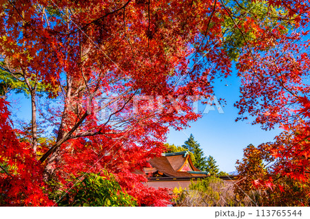 京都 北野天満宮の紅葉 113765544