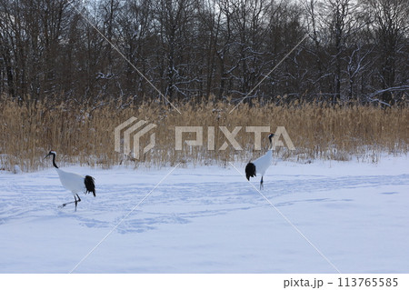 釧路市丹頂鶴自然公園の雪原を歩き回る丹頂鶴の姿 113765585