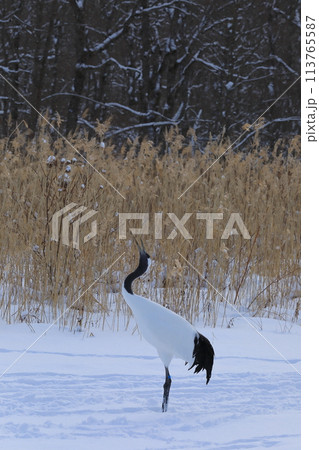 釧路市丹頂鶴自然公園で雪原で鳴く丹頂鶴 釧路市丹頂鶴自然公園で雪原で鳴く丹頂鶴 113765587