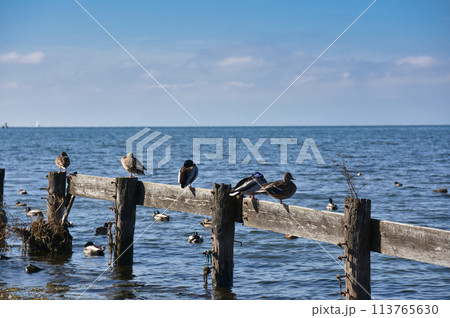 びわ湖の鴨 113765630