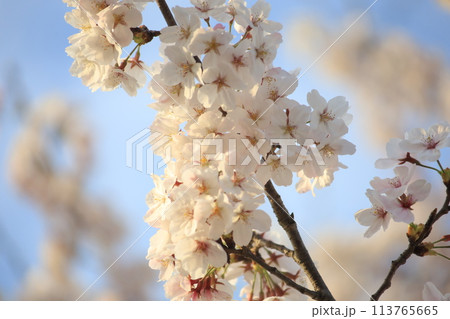 青空と満開の桜 113765665