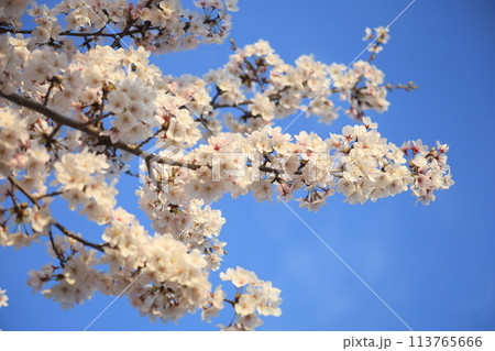 青空と満開の桜 113765666