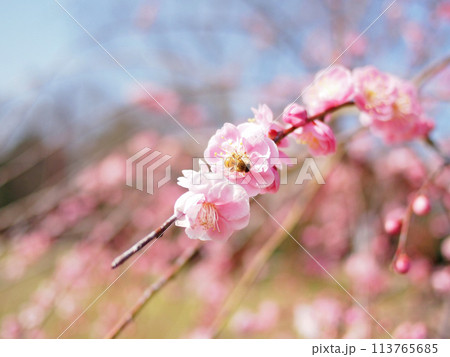 満開の梅の花 113765685