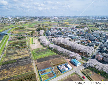 空撮「埼玉県」ドローンで見沼田んぼを撮影　桜回廊 113765707