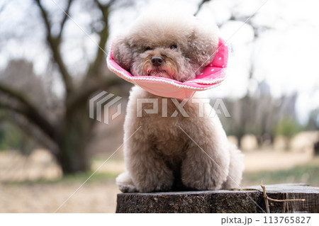 エリザベスカラーを付けたトイプードル エリザベスカラーを付けたトイプードル 113765827