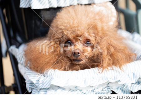 バギーに入ったトイプードル バギーに入ったトイプードル 113765831