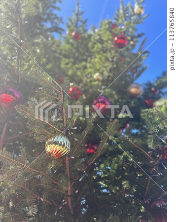 赤い実をつけたクリスマスツリー 113765840