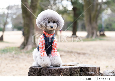お座りしているトイプードル 113765841