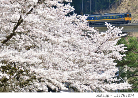 桜と智頭急行線を走る特急「スーパーいなば」 113765874