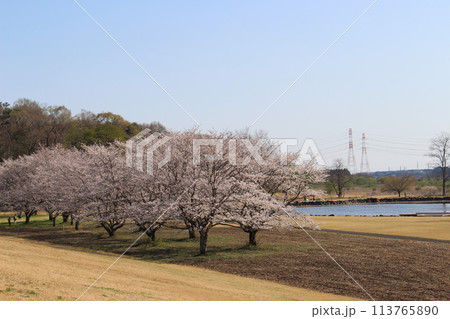 勝山城 113765890