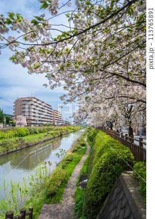 「埼玉県」芝川沿いの満開の八重桜　川口市 113765891