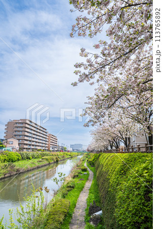 「埼玉県」芝川沿いの満開の八重桜　川口市 113765892