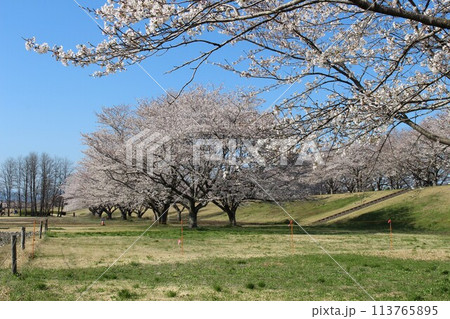 勝山城 勝山城 113765895