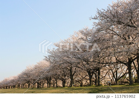 勝山城 勝山城 113765902
