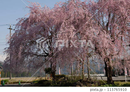 枝垂桜 113765910