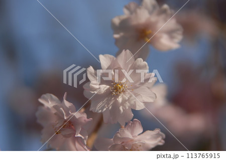 桜 桜 113765915