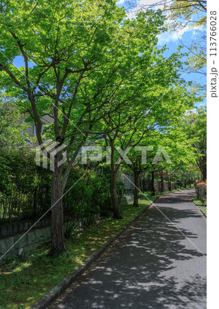 すっかり新緑を纏ったもみじのトンネル　奈良市の住宅街の遊歩道にて　横② 113766028