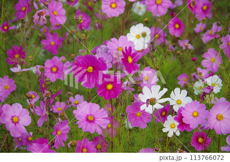 コスモスの花が咲いています 113766072