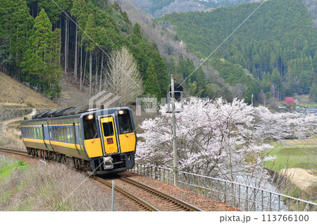 桜と智頭急行線を走る特急「スーパーいなば」 113766100