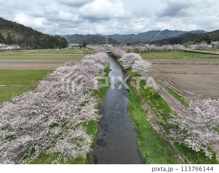 桜並木 岐阜県山県市鳥羽川サイクリングロード ドローン空撮 桜並木 岐阜県山県市鳥羽川サイクリングロード ドローン空撮 113766144