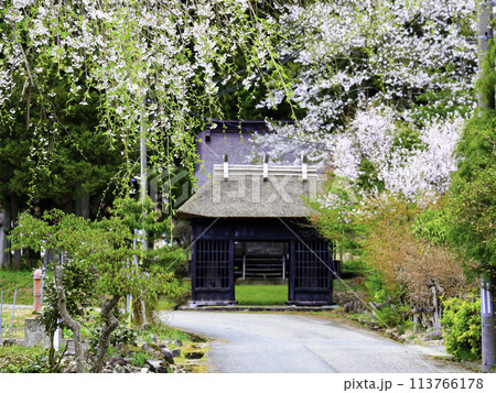 枝垂れ桜と大国主命神社山門 113766178