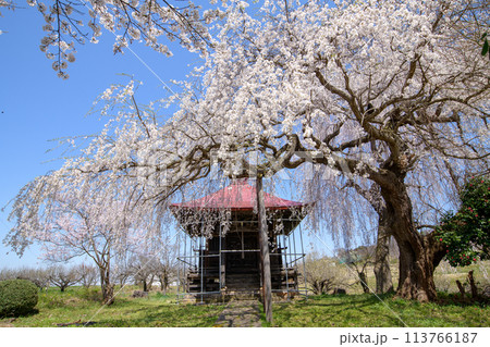 観音堂のしだれ桜 上山市 山形県 観音堂のしだれ桜 上山市 山形県 113766187
