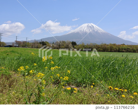 春の富士山、朝霧さわやかパ＾キングからの風景 113766216