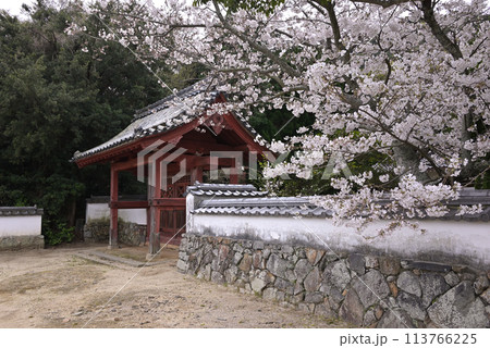 普賢寺の赤門と桜(山口県光市) 113766225