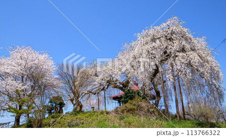 観音堂の桜　上山市　山形県 113766322