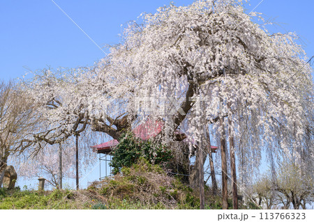 観音堂のしだれ桜 上山市 山形県 観音堂のしだれ桜 上山市 山形県 113766323