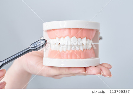 歯ブラシと歯列模型 113766387