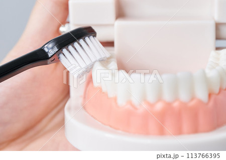 歯ブラシと歯列模型 歯ブラシと歯列模型 113766395