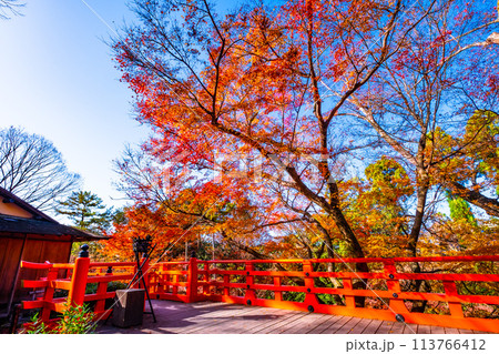 京都 北野天満宮の紅葉 京都 北野天満宮の紅葉 113766412