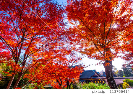 京都 北野天満宮の紅葉 京都 北野天満宮の紅葉 113766414
