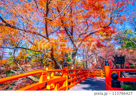京都 北野天満宮の紅葉 京都 北野天満宮の紅葉 113766427
