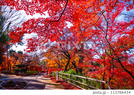 京都 北野天満宮の紅葉 京都 北野天満宮の紅葉 113766434