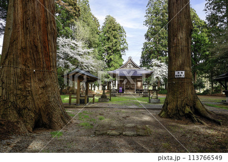 巨杉と水神社拝殿 113766549