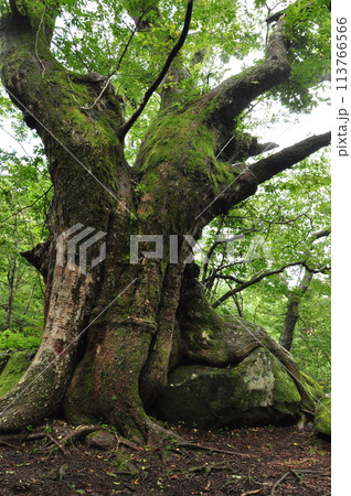 大地に岩を抱いて鎮座する九重樹海の巨木 113766566