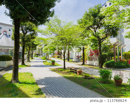 郊外の住宅地　新緑の生活道路 113766624