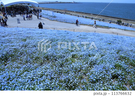 【大阪まいしまシーサイドパーク　ネモフィラ祭り】（大阪市此花区北港緑地） 113766632
